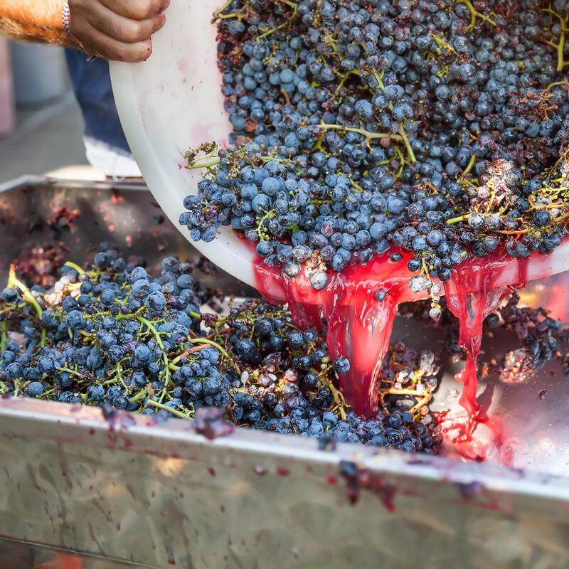 Bucket of wine grapes being poured into a sorter
