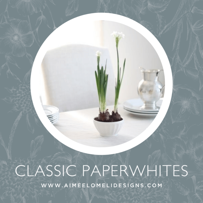 Classic Paperwhite Flowers - Hostess Gift Ideas