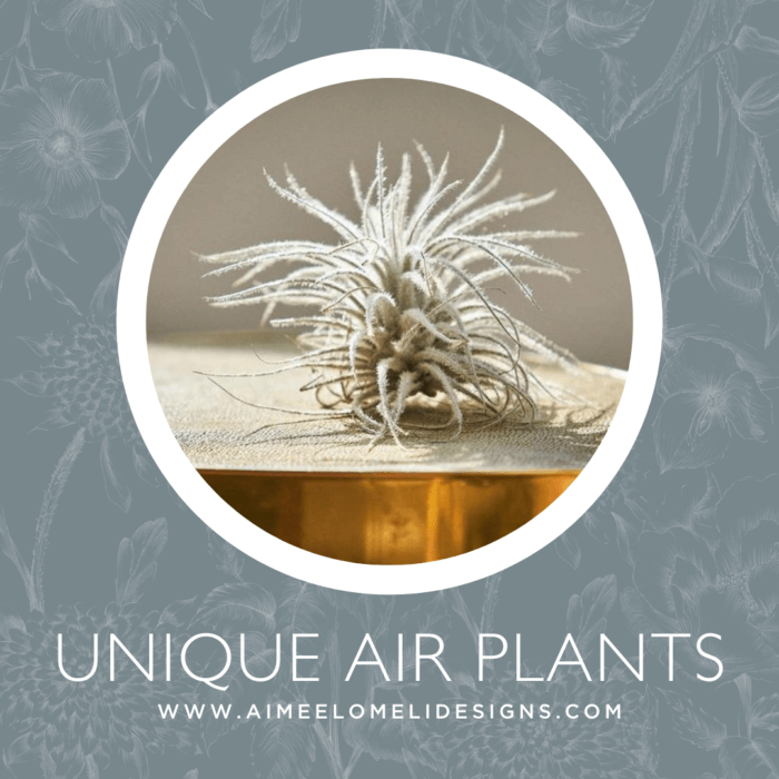 Unique Air Plants - Hostess Gift Ideas