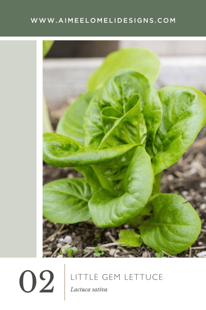 Little Gem Lettuce – Summer Garden Inspiration from Aimée Lomeli Designs