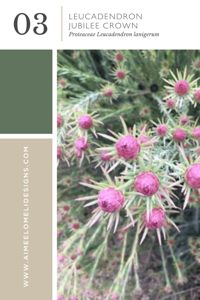 Leucadendron Jubilee Crown – Summer Garden Inspiration from Aimée Lomeli Designs