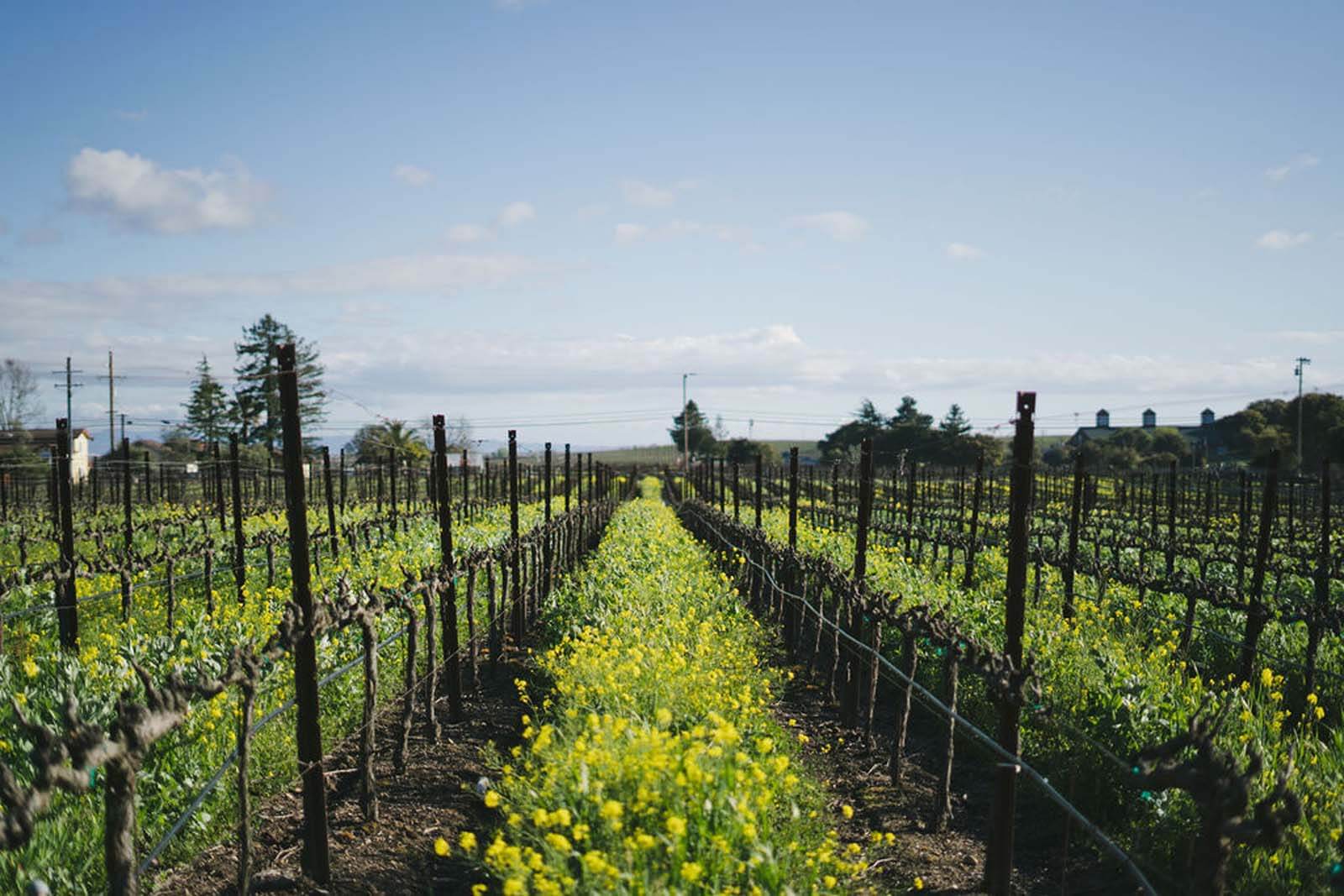 view down a row of yellow flowers between vineyard vines