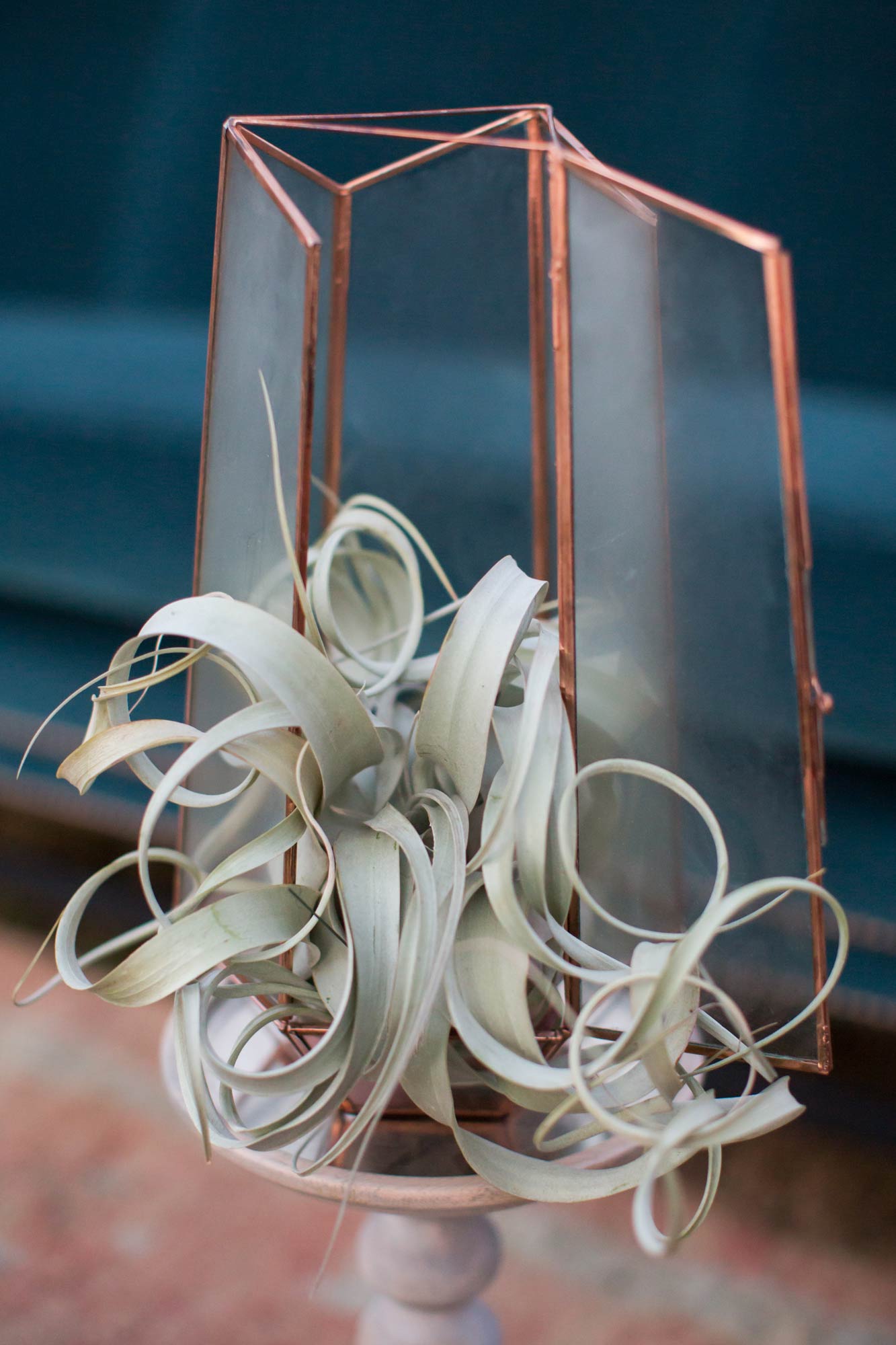 close up of an air plant arranged in a glass and pedestal setting