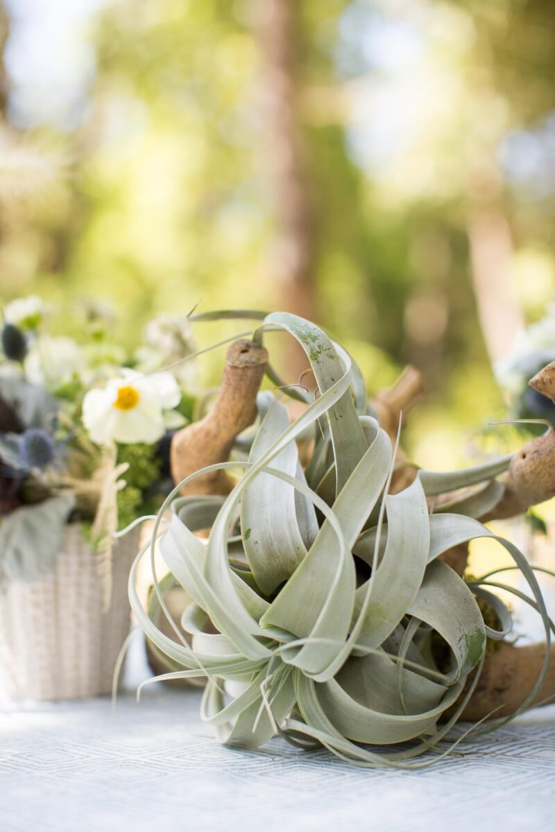 a table topped with a vase filled with flowers and an air plant wrapped around a branch for a private garden party