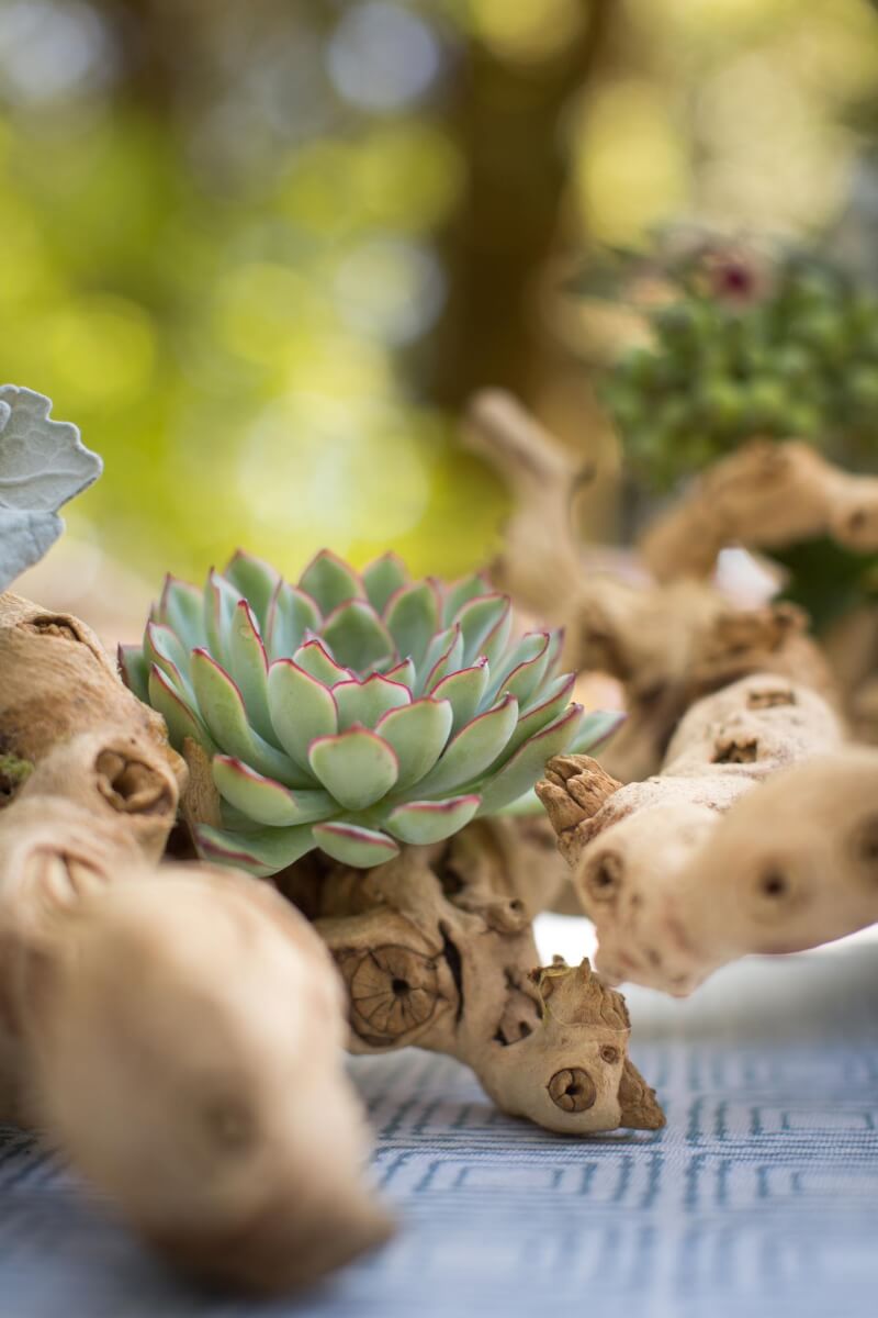 a close up of a succulent plant in a branch setting on a table