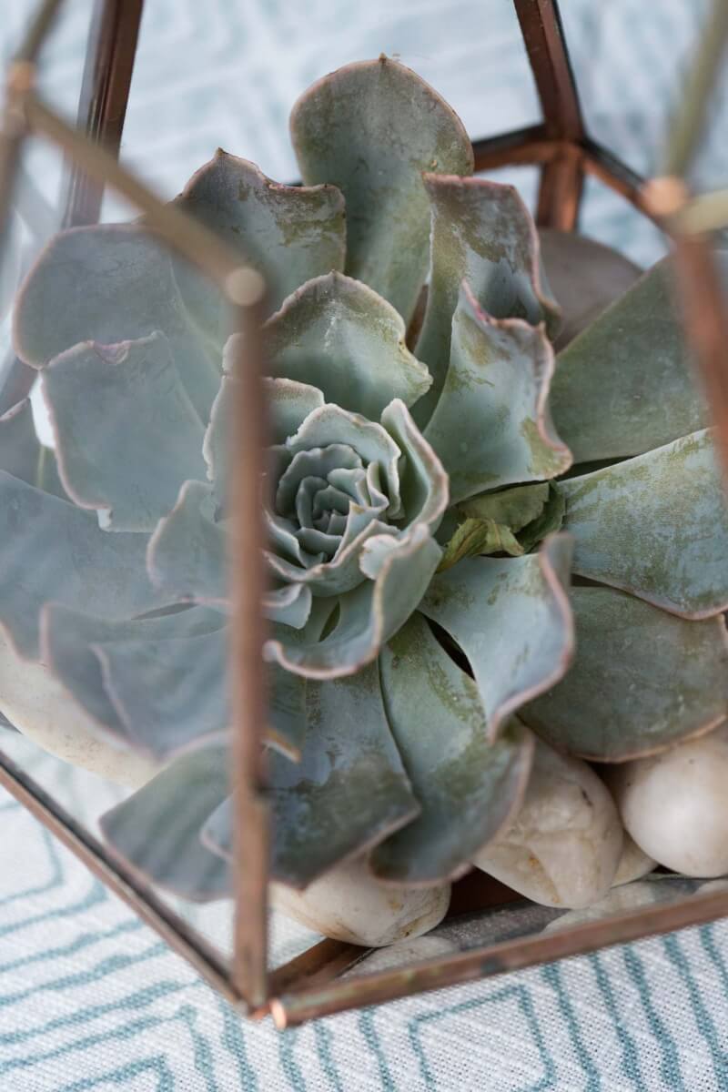 close up of a succulent in a glass container on a table